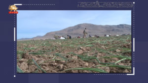 مجله اجتماعی اقتصادی – غارت حاصل دسترنج و تلاش کشاورزان توسط نظام آخوندی